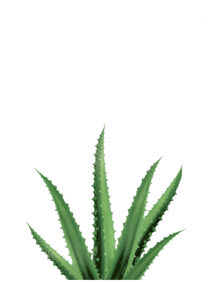Cuadro Suculent agave green