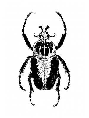 Cuadro Beetle black